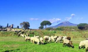 Un gregge di pecore a Pompei per combattere le erbacce e proteggere gli scavi