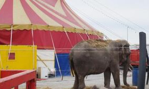 Mantova: un&rsquo;elefantessa di 54 anni si trovava rinchiusa in un piccolo recinto di un circo