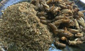 Alimenti: Coldiretti, etichetta con indicazione di farine di insetti aiuta ad evitarli