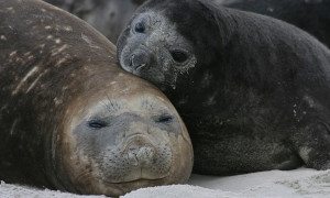 Per&ugrave;: l&rsquo;influenza aviaria uccide 3.500 leoni marini