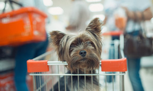Animali, ok del Ministero all&rsquo;ingresso dei cani nei supermercati