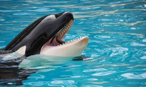 L'acquario di Miami libera l'orca Lolita dopo 50 anni