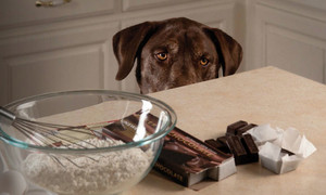 Il cioccolato &egrave; dannoso per i cani: ecco perch&eacute;