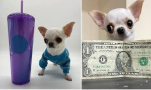 Una piccola Chihuahua &egrave; il cane pi&ugrave; basso del mondo