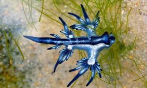 Il velenoso drago blu &egrave; tornato sulle coste spagnole