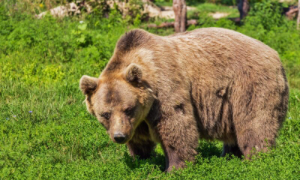 Le associazioni animaliste contro abbattimenti e deportazioni degli orsi