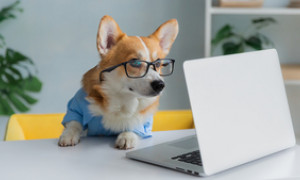 Milano, via libera ai cani sul posto di lavoro: ecco a che condizioni