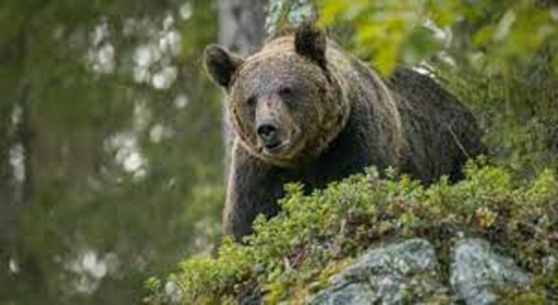 Fuori dal Gregge