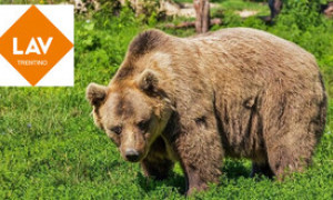 La LAV Trentino sul caso dell&rsquo;orsa JJ4: &ldquo;Crediamo nel lieto fine&rdquo;