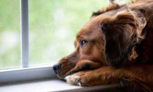 Non ha i soldi per pagare il veterinario: il cane muore, il dolore della padrona