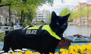 Un gatto nero con la divisa della polizia si aggira per Amsterdam. Ecco la sua storia