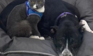 Gatto e cane, abbandonati e ritrovati insieme, si rifiutano di essere separati