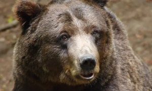 Trentino, denunciato a &ldquo;Zona Bianca&rdquo;, il centro di recupero della fauna alpina