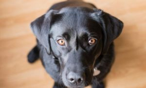 In arrivo la pillola anti-invecchiamento per i cani