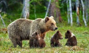 Il Corpo Forestale del Trentino rassicura: &ldquo;I 3 cuccioli di JJ4 stanno bene. Mangiano e crescono&rdquo;