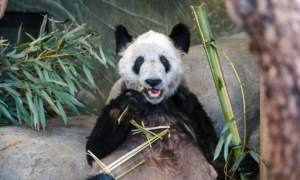 Cina, il panda Ya Ya torna a Shanghai dopo vent'anni negli Usa