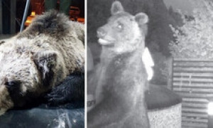 Trovato morto l&rsquo;orso M62. L&rsquo;Enpa dichiara: &ldquo;Temiamo sia stato atto di bracconaggio&rdquo;