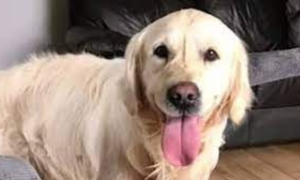 Cooper, il cane che ha camminato per 64 chilometri per tornare dal padrone che l&rsquo;aveva abbandonato