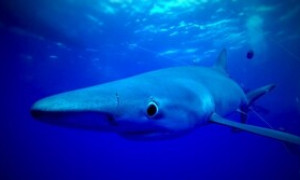 Squalo arenato nella spiaggia di Calasetta: partorisce 20 piccoli e poi muore