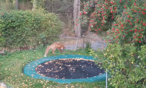 Cuccioli di volpe saltano sul tappeto elastico dei bambini in giardino