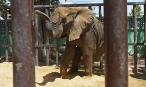 Morta l&rsquo;elefantessa Noor Jehan: era sola e triste nello zoo di Karachi