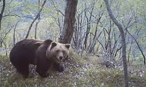 Trento: aperto fascicolo contro ignoti per la morte dell&rsquo;orso M62