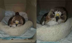 &Egrave; morto il falco pi&ugrave; famoso di New York, si chiamava Pale Male