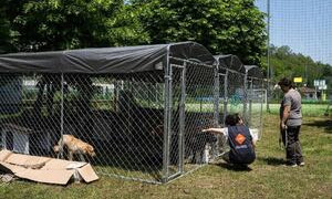 Emilia Romagna, un canile nel parco per salvare cani e gatti