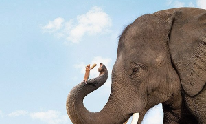 Gli elefanti hanno paura dei topi: leggenda o verit&agrave; ?
