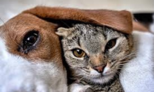 Senato, il centrodestra litiga sull&rsquo;ingresso di cani e gatti, ecco perch&eacute;