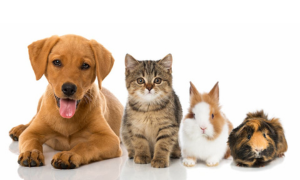 Dichiarazione dei redditi 2023: ecco quali sono le spese veterinarie detraibili