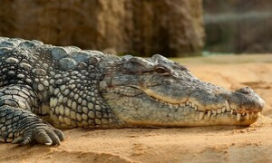 Coccodrillo depone le uova senza fecondazione, &egrave; il primo caso al mondo