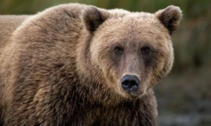 Trentino, il Consiglio di Stato sospende l'abbattimento di JJ4 e MJ5