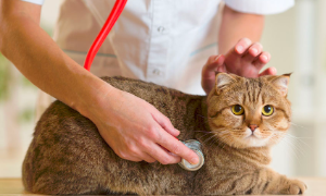 Arriva l&rsquo;app che misura il livello di sofferenza del gatto