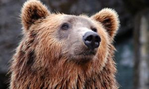 Caso Jj4: gli animalisti sono pronti a trasferirla in Romania