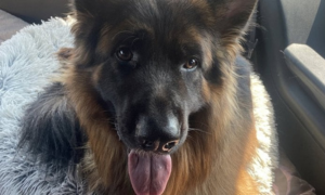 Peli di cane nell'Airbnb, l'host addebita una pulizia all'ospite