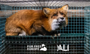Stop alle pellicce in Europa: l&rsquo;Italia &egrave; il paese che ha aderito di pi&ugrave; alle petizioni