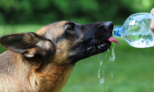 Estate, 10 consigli dell&rsquo;Enpa per proteggere gli animali dal caldo