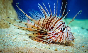 Pesce scorpione, dal Mar Rosso fino alla Calabria. Ecco cosa fare in caso di puntura