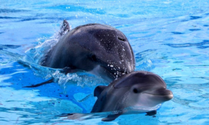 Anche le mamme delfino usano il baby talk con i loro piccoli, lo dimostra una ricerca