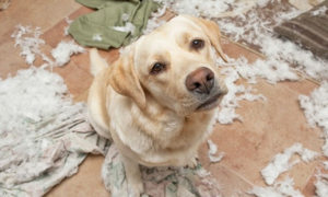 Ansia da separazione nel cane: sintomi e rimedi