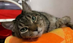 Oltre 300mila gatti morti a Cipro: coronavirus felino