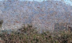 Lotta alle cavallette, Satta: &ldquo;Stiamo vincendo la battaglia contro le locuste&rdquo;
