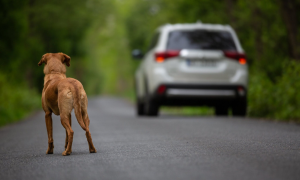 Salvini vuole togliere la patente a chi abbandona gli animali sulla strada