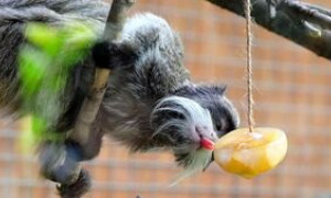 Bioparco, frutta e ghiaccioli agli animali contro il caldo torrido
