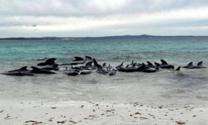 Australia, oltre 50 balene trovate morte in spiaggia