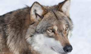 Trentino, Fugatti ordina l'abbattimento di due lupi