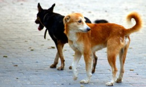Boom di cani &ldquo;fantasma&rdquo; in Italia: 2 milioni non sono registrati