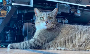 La storia di Felix: il gatto mascotte di un museo ferroviario