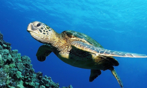 Tartarughe marine, &egrave; record di nidi